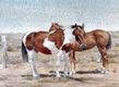 Pastoral