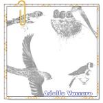 Recomendado: Alondras y gorriones