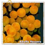 Recomendado: Libamen