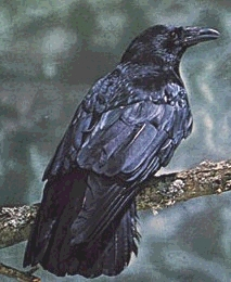 Cetrería