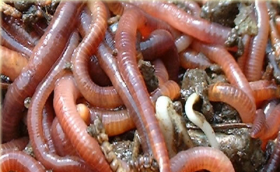 Miserias