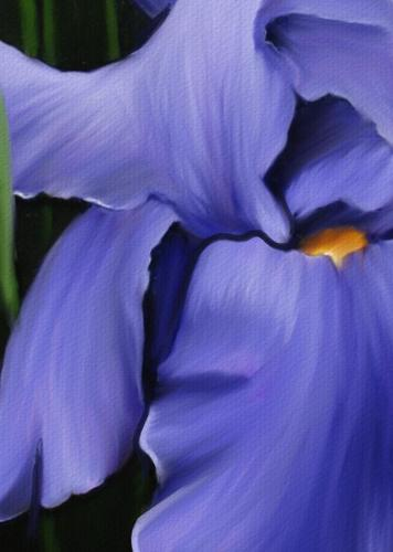 Orquídeas