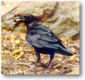 Equis-equis Equis-equis