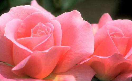 Solamente-capullos Solamente-capullos